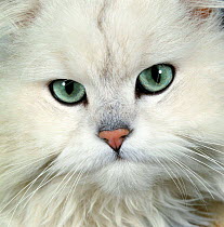 Persian (Long-haired) portrait of a Chinchilla male domestic cat