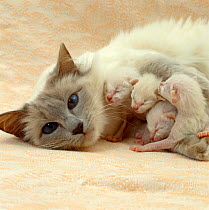 Domestic Cat {Felis catus} Balinese mother with her 1-day kittens.