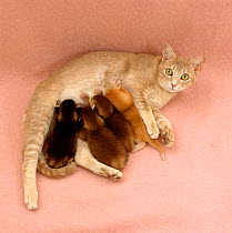 Domestic Cat, kittens kneading their mother as they feed