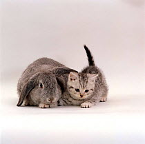 Domestic Cat, silver spotted kitten with silver Lop eared rabbit - Colour coordinated