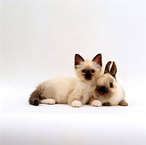 Domestic Cat, seal-point Birman kitten with baby seal-point Netherland dwarf rabbit. Colour coordinated