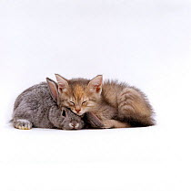 Domestic Cat, Silver tortoiseshell kitten with Silver dwarf Lop eared rabbit