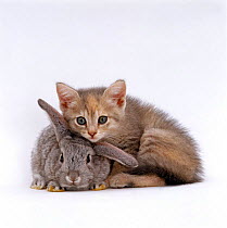 Domestic Cat, Silver tortoiseshell kitten with Silver dwarf Lop eared rabbit