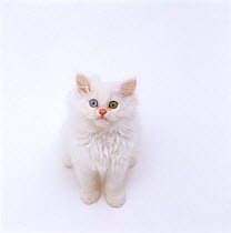 Domestic Cat, odd-eyed white persian-cross kitten looking up