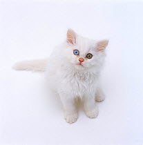 Domestic Cat, odd-eyed white persian-cross kitten looking up