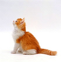 Domestic Cat, red bicolour kitten looking up