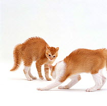 Domestic Cat, ginger kitten with arched back in play posture, fur standing on end and staring at sibling