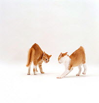 Domestic Cat, ginger kittens with arched back in play posture, fur standing on end and staring at sibling