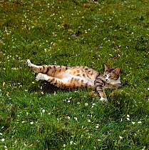 Domestic Cat, pregnant tabby female lying on grass
