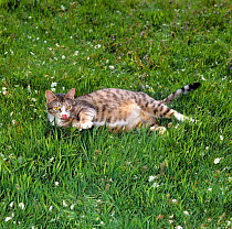 Domestic Cat, pregnant tabby female lying on grass