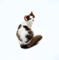 Domestic Cat, Blue and white Persian-cross 'Daphnis'