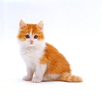 Domestic Cat, red bicolour kitten sitting
