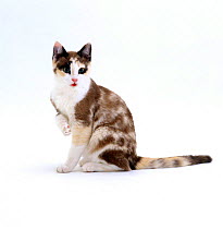 Domestic Cat, 5-month Chocolate tortoiseshell 'Cookie'