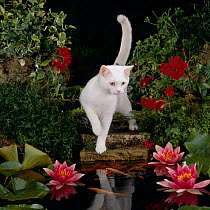 White Domestic Cat watching Goldfish in garden pond