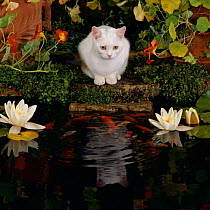 White Domestic Cat watching Goldfish in garden pond