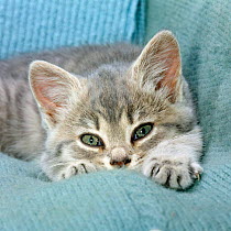Domestic Cat, blue tabby kitten