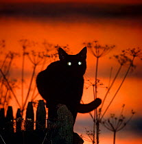 Black domestic Cat, silhoutte at sunset with eyes reflecting light