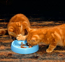 Domestic Cat, ginger kittens at food bowl, one preventing other from feeding~NOT FOR GREETING CARD USE UNTIL 2012