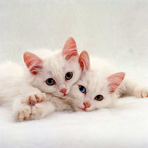 Domestic Cat, two white persian-cross kittens, one odd-eyed
