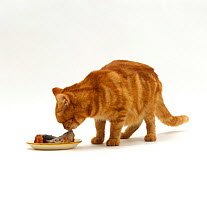 Domestic Cat, red tabby female 'Glenda' licking tomato sauce off tinned pilchards