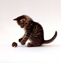 Domestic Cat, tabby cat 'Popocat' playing with toy mouse