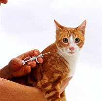 Domestic Cat, equipment to micro-chip red tabby 'Dandy'
