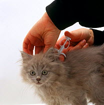 Domestic Cat, inserting micro-chip into lilac persian-cross kitten