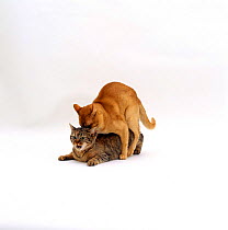 Domestic Cat, red burmese male 'Ozzie' mating with female tabby 'Dainty'