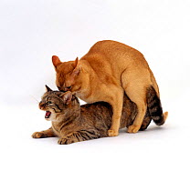 Domestic Cat, red burmese male 'Ozzie' holds female tabby 'Dainty' by scruff of her neck while mating, mating sequence 4/7