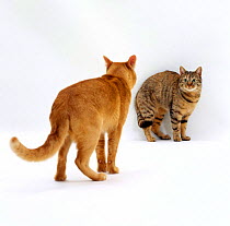 Domestic Cat, red burmese male 'Ozzie' approaches female tabby 'Dainty', showing aggression, mating sequence 2/7