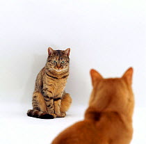 Domestic Cat, red burmese male 'Ozzie' and female tabby 'Dainty' stare at one another between matings, mating sequence 7/7