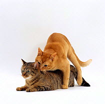 Domestic Cat, red burmese male 'Ozzie' leaps on female tabby 'Dainty' in lordosis and grabs her by the scruff of her neck, mating sequence 3/7