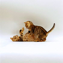 Domestic Cat, 11-week Bengal kittens 'Lima' and 'Oosha' play together **Not available for Cat books**