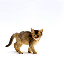 Domestic Cat, 7-week Usual Abyssinian kitten *NOT AVAILABLE FOR BOOK USE UNTIL 2017