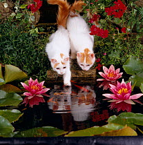 Domestic Cat, two Turkish van kittens watch and try to catch goldfish in garden pond