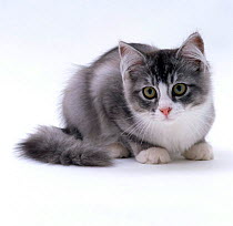 Domestic Cat, 5-month silver bicolour Chinchilla-cross