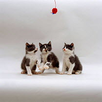 Domestic Cat {Felis catus} three fluffy kittens playing with a toy on string.