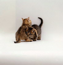 Domestic Cat {Felis catus} kittens wrestling