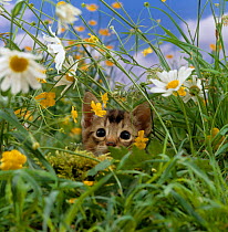 Domestic Cat {Felis catus} kitten stalking an insect in the long grass.  Note - at the moment of pouncing the kittens pupils dilate