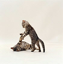Domestic Cat {Felis catus} british shorthairs 'Zap' and 'Zelda' play fighting.