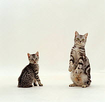 Domestic Cat {Felis catus} British shorthair 'Zap' and 'Zelda'
