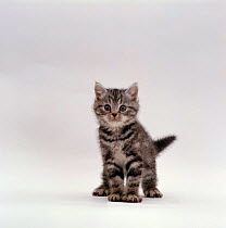 Domestic Cat {Felis catus} silver tabby kitten portrait.
