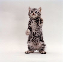Domestic Cat {Felis catus} kitten standing on rear legs.