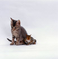 Domestic Cat {Felis catus} with Baby Grey squirrel {Sciurus carolinensis}