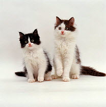 Domestic Cat {Felis catus} 9-week, kittens portrait