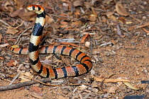 Coral Snake {Aspidelaps lubricus} Juvenile, Little Karoo, South Africa