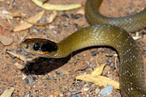 Herald / Red-lipped snake {Crotaphopeltis hotamboeia}  Western Cape, South Africa.