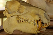 Skull of Pygmy Hippo {Choeropsis / Hexaprotodon liberiensis} South Africa