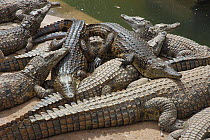 Nile crocodile farm {Crocodylus niloticus} Oudtshoorn, Little Karoo, South Africa