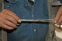 Tubing Red adder snake {Bitis rubida} Little Karoo, South Africa. snake handling